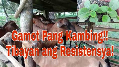 Tungkol sa mga sakit ng kambing: sintomas at paggamot, kung .